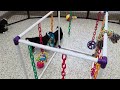 Miniature Bernese Mountain Dog dogs for sale: Lego - Video 1