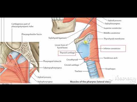 Palate Pharynx muscles 1