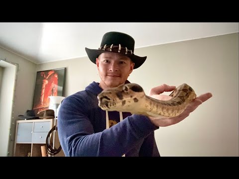 Snakes & Scorpions | Meet My Pets