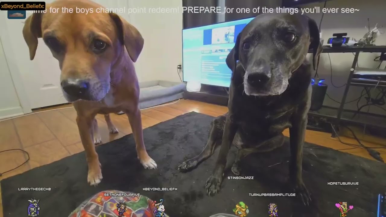 youtube VOD