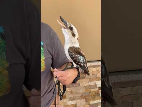 Laughing Kookaburra Call