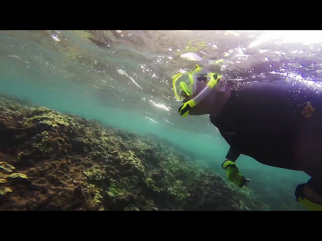 Diving in Hanalei Tunnels Beach & Reef