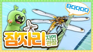 자연관찰 잠자리ㅣ자연관찰ㅣ곤충백과ㅣ곤충도감ㅣDragonflyㅣ타다다다, 타다다다 이게 무슨 소리지?