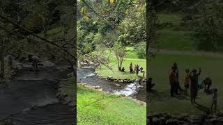 Download lagu CIBOGO WATERFALL RIVER FLOW, CIBODAS BOTANICAL GARDENS #waterfall #waterfall #cibodas #cibodasbot... mp3 Download lagu CIBOGO WATERFALL RIVER FLOW, CIBODAS BOTANICAL GARDENS #waterfall #waterfall #cibodas #cibodasbot... mp3