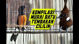Download lagu KOMPILASI MURAI BATU TEMBAKAN CILILIN BIKIN LANGSUNG NYAUT tambah  GACOR mp3