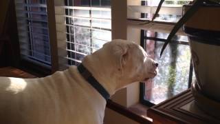 Jake the American Bulldog Lab Mix Sees a Friend