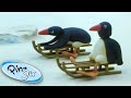 Pingu S Tobogganing Pingu Official Cartoons For Kids