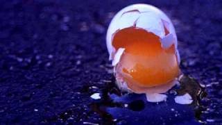 COACHWHIPS - HEY FANNY