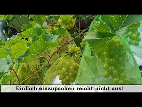 Wie schütze ich die Tafeltrauben vor Schädlingen / Wespen?