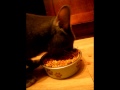 Brody Eating