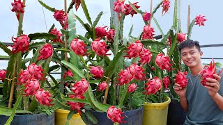 The Secret To Growing Dragon Fruit On The Terrace For A Lot Of Fruits, Fast Harvest