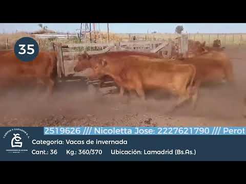 Lote Vc Inv - Gral Lamadrid Bs AS