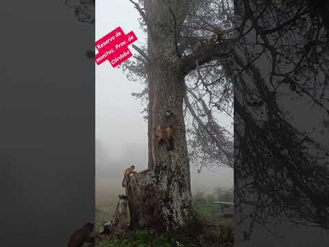 Reserva de montaña. Prov.de Córdoba. Bs.As. (monitos )