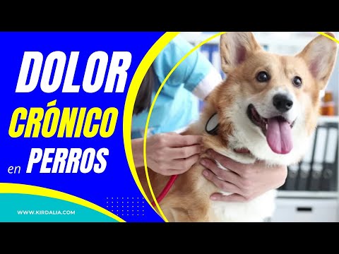 ¿El dolor crónico es un problema para el perro?