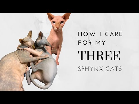 How I Care for my THREE Sphynx Cats!