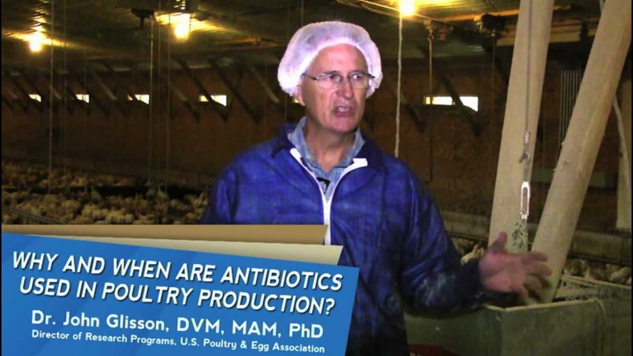 Poultry Insight: Why and When Are Antibiotics Used in Poultry Production?