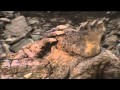 Kaiju Dinosaur Stomp 27 HD 720p