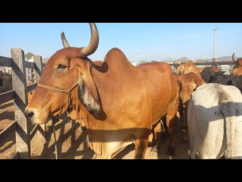 Feira de gado. Só as pareias em Dois Riachos Alagoas 03/12/25 #nordeste 