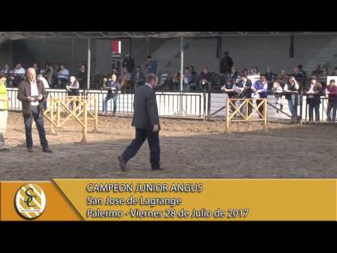 28-07-17 Jura Junior Angus - Palermo.