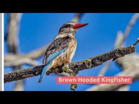Birds of the overberg
