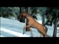 Jingle Bells Jingle Bells Animation Video