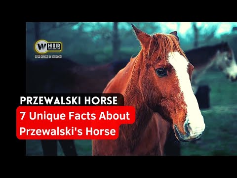 , title : '7 Unique Facts About Przewalski's Horse, The World's Last Wild Horse'