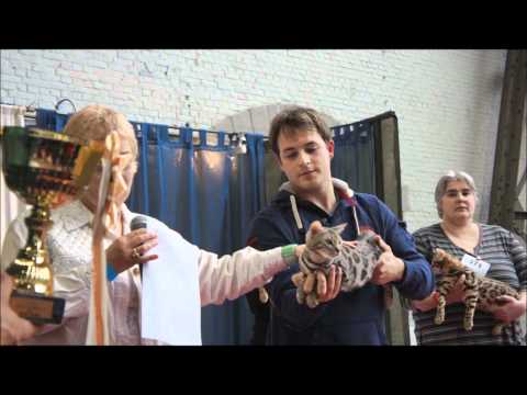 comment participer a une exposition feline