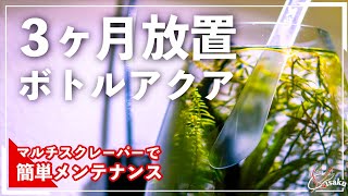 3ヶ月放置したボトルアクアリウムをメンテナンス!GEXのマルチスクレーパーの実力は…【小型水槽】