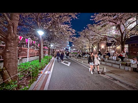 Japan - Tokyo Shibuya, Meguro Cherry Blossoms Night Walk • 4K HDR