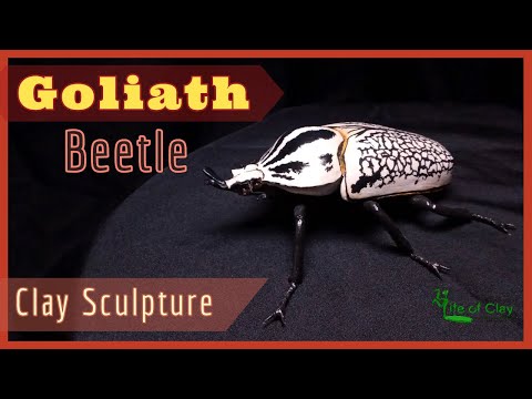 Sculpting Goliath Beetle (Goliathus orientalis)_Polymer Clay_Life of Clay