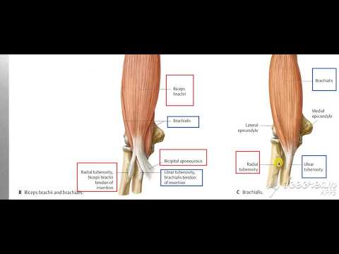 Brachialis muscle