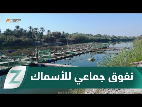 فيديو | كربلاء.. نفوق جماعي للأسماك في قضاء الهندية يهدد مصدر رزق مئات العوائل