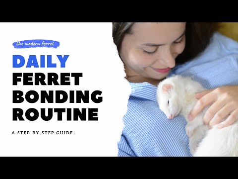 YouTube video about: How to bond with your ferret?
