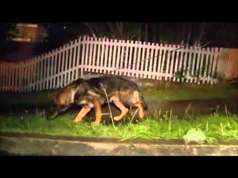 download lagu mp3 mp4 K9 Australia, download lagu K9 Australia gratis, unduh video klip K9 Australia