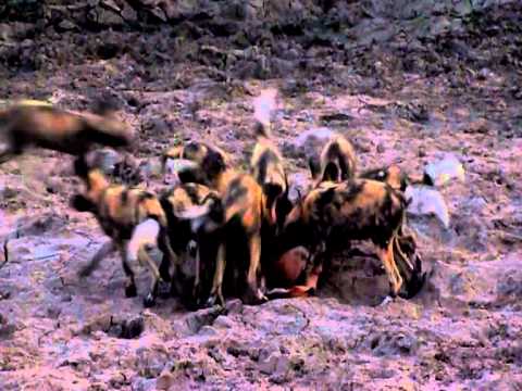 Wild Dogs in Motswari Game Reserve, October 2011