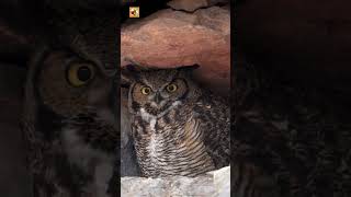 Adult Great Horned Owl Sounds (In The Utah Desert)