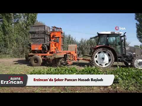 Erzincan'da Şeker Pancarı Hasadı Başladı