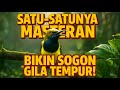 Satu Satunya Masteran Sogok Ontong Dijamin Bikin Burung Gila Tempur Nembak Terus Sogonjuara