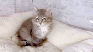 ノルウェージャンフォレストキャットの動画01