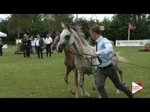 Strohen 2016 - B-Show Futurity Colts