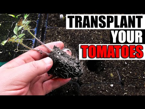 Solutions To Blossom End Rot In Tomatoes etc