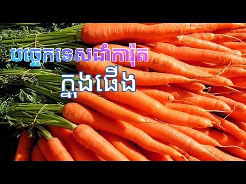 , title : 'បច្ចេកទេសដាំការ៉ុតក្នុងផើង​ | How to grow carrot in pot