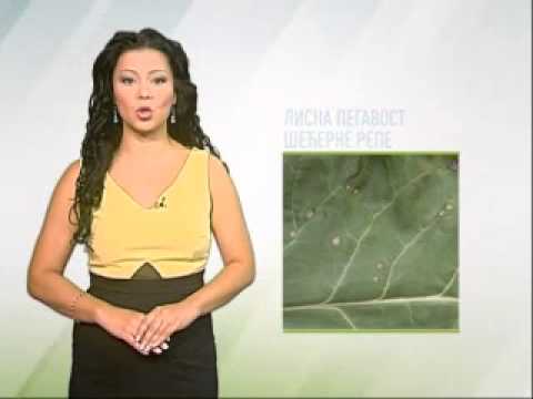 Zelena prognoza 25.8.2014. - Lisna pegavost šećerne repe