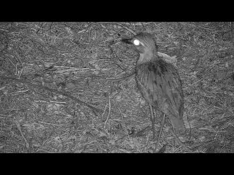 Djuma: Water Thick-knee - 20:50 - 10/07/21