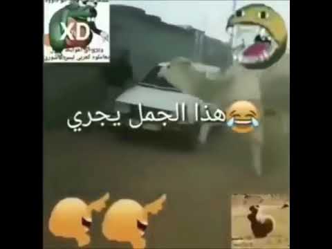 Guy getting chased by camel (scary)