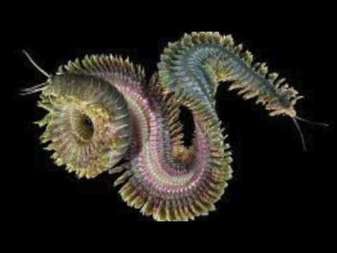 Polychaete nereis
