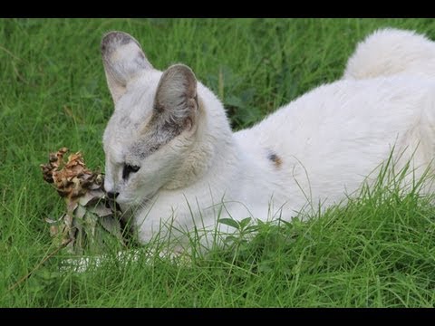 Pharaoh the white serval at Big Cat Rescue