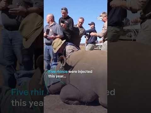 Why injecting rhino horns with radioactive isotopes protects against poaching | DW News