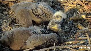 Decorah North Nest 4-21-24 DN17 & 18 closeups, pinfeathers