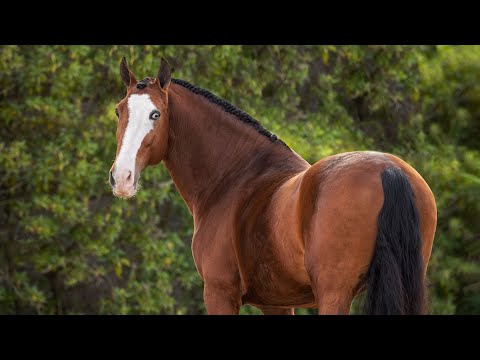 **SOLD** Exotic looking Lusitano with blue eye  (REF#573)
